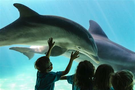 Dive Deep into the Unknown at Seaworld's Magical Underwater World